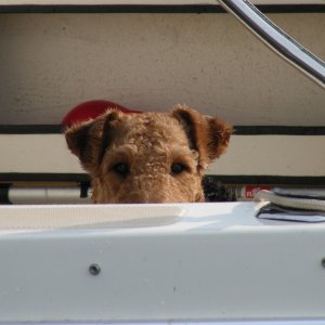 Boomer peeking over the gunwale.