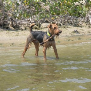 Boomer playing on the beach.  Ready for another retrieve of his stick.
