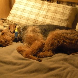 Boomer after a long day of hiking!  Sleeping on "his" bed!
