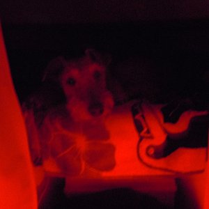 Boomer looking spooky.  Light is from LED's mounted at floor level.