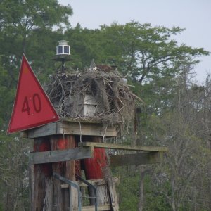 Osprey feedng her babies.