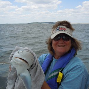 Marcia with the bigger brother of the shark in the previous picture.  She hooked and landed five sharks to four feet in a couple hours.  No big fish or keepers (SC min. is 54 inches), but lots of fun!  Especially on a seven foot, medium action rod with 10 pound test line.