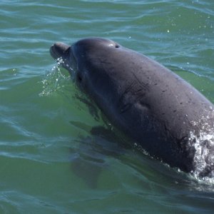 Dolphin watching