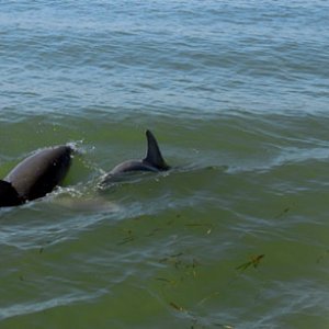 Momma and baby by the boat