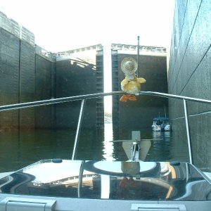Thanksgiving turkey watches Gypsy lock through