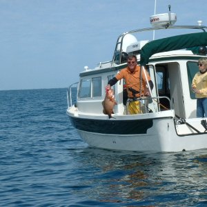 First Grouper....the big one that \"got away\"