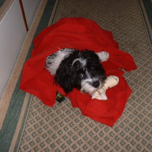 Just plain tuckered out.