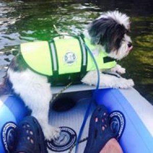 Media 'Baxter in PFD' in album 'Pat and Baxter in Kayak 4-417'