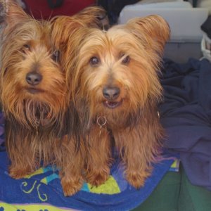 Media 'Our Aussie Terriers Bunker and Divot' in album 'Lake Ouachita,AR'