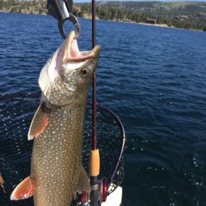 Media 'Catch & release' in album 'Caples Lake, Carson Pass'