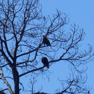 Media 'Saw many pairs of nesting Eagles, both up river and in St. Joes.' in album 'Plenty of conversation, friendly folks, and great food. Second CBRAT meeting in Apalachicola, Fl.'