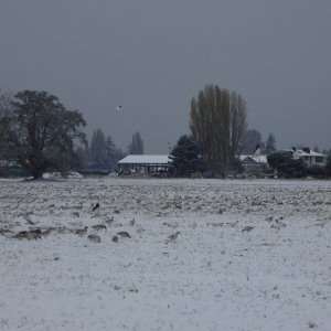 Media 'Snow geese in the snow, on the drive home in Burlington' in album 'After working on the Wallas installation for 4 hours on the workstand, I decided to launch and finish the project on the water in Anacortes. Who's that in the background?'