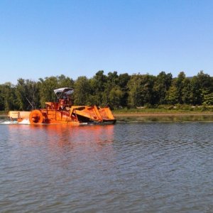 19.) Harvesting waterchestnuts
