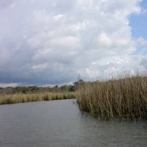 lookin for gators