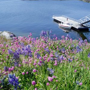 (DaveMar) Cute-C    Winchelsea Island South- Wild Flowers