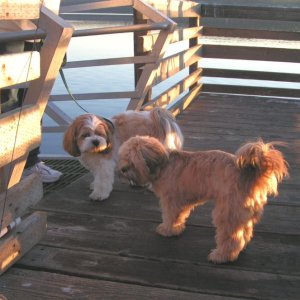(Pat Anderson) Skipper and Oscar - Excuse Me, Have We Met?