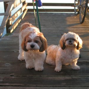(Pat Anderson) Skipper and Minnie
