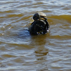 Turtle riding a log