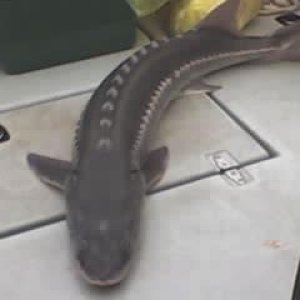 6-2-07 47 incher