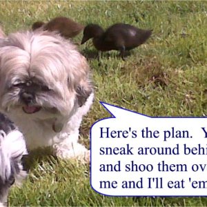 dogsducks