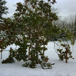 IMG00144-20081221-1045