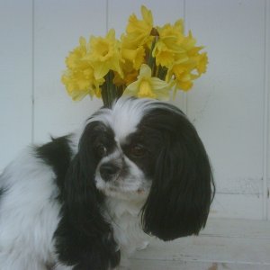 Merry Springtime