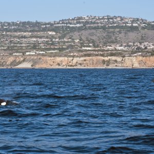 Orcas5