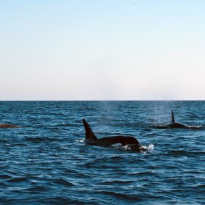 Orcas6