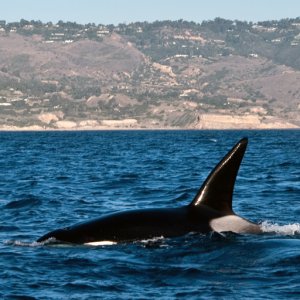 Orcas8