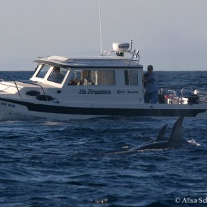 Orcas1