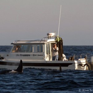 Orcas4