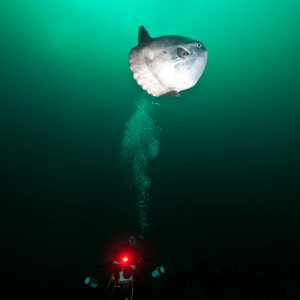 diver-Mola-mola phil-garner