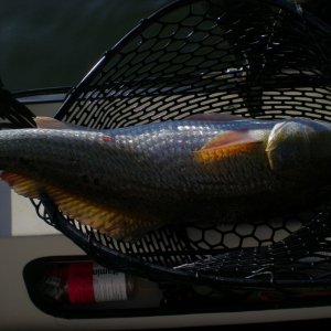 7 miles out in the gulf, so the redfish have to go back in.