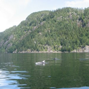 Sutlej Channel White Sided Dolphin