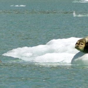Seal family on icebergs in Tracy Arm