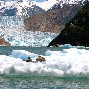 . Seals on iceberg in front of the South Sawyer Glacier in Tracy Arm.