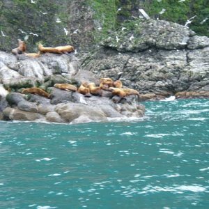 Sea Lions Seward 7-06