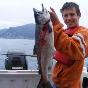 silver salmon caught at Pony Cove in Resurrection Bay
