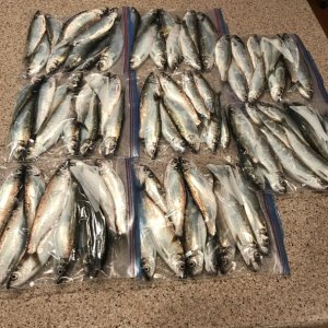 Our Herring Catch (bait fish)