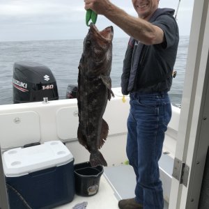 Media '10 1/2 lb Lingcod 
(using the pictured herring we caught this spring)' in album 'First Chinook (+ 1 Coho) caught with new downrigger, 8/2/2020'