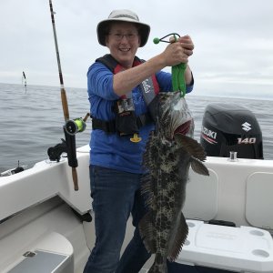12 3/4 lb Lingcod