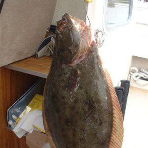 San Francisco Bay Pacific Halibut  20 pounds