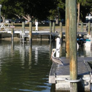 FD Pelican at Flamingo