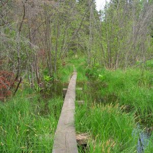 Media 'swamp trail' in album 'Isle Royale 2007 007'