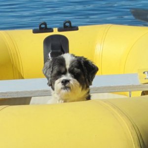 Baxter in Dinghy at Chuckanut Bay 6-13-16