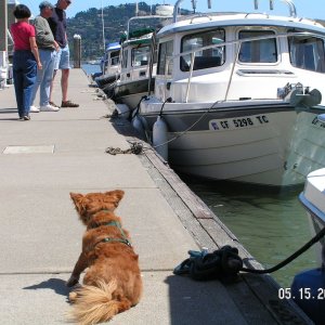 Sausalito
Rusty guarding Dora~Jean