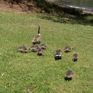 Family of geese