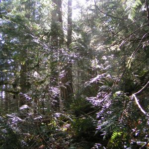 (Pat Anderson) Sunshine in the Forest Above Grace Harbour 9-16-05