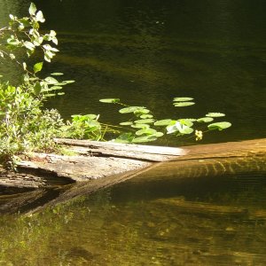 Black Lake, Roscoe Bay
