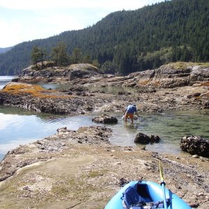 Oyster harvest in Walsh Cove